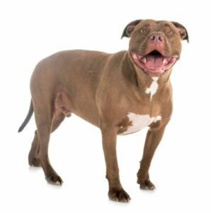 Amerikaanse Pitbull Terrier