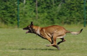 Belgische herdershond