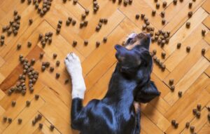 Wat is graanvrij hondenvoer