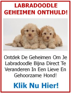 labrodoodle-geheimen-onthuld-1