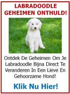 labrodoodle-geheimen-onthuld-2