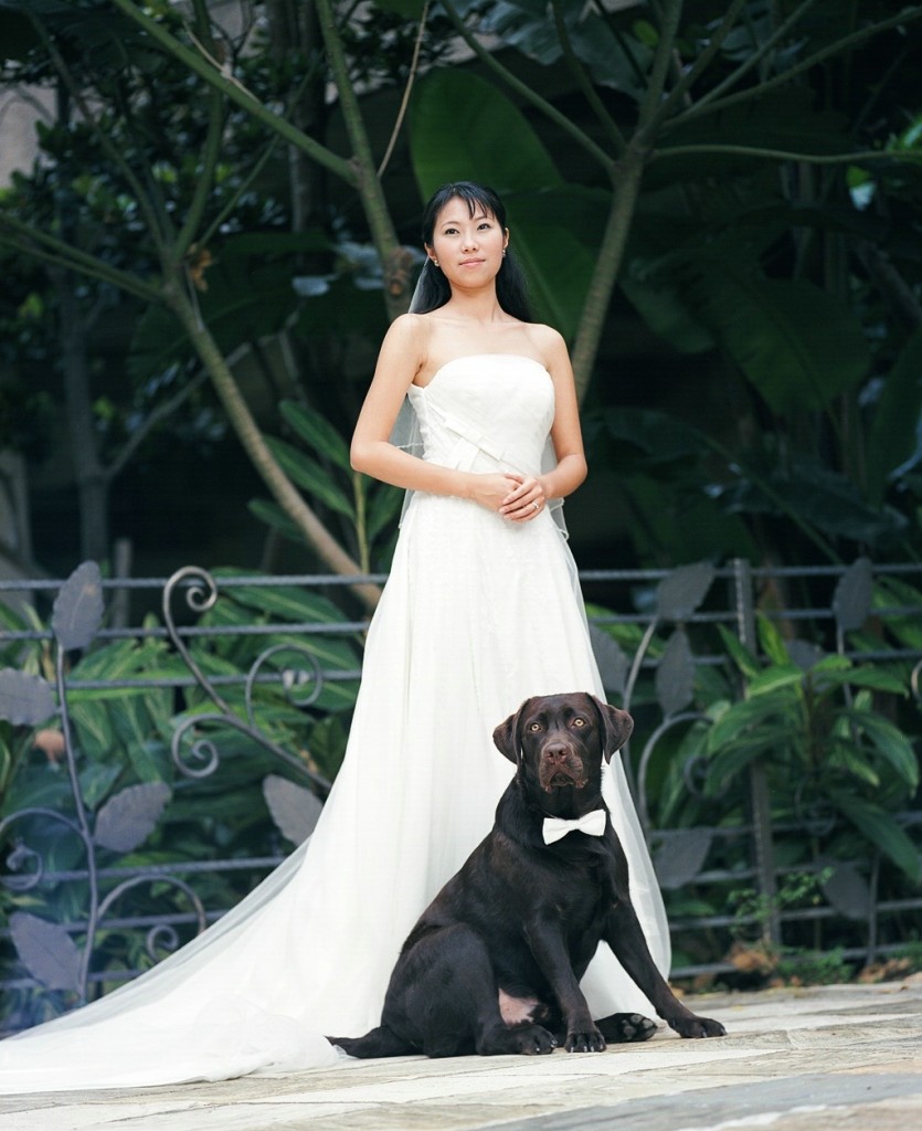 Labrador Retriever in bruiloftsfeest