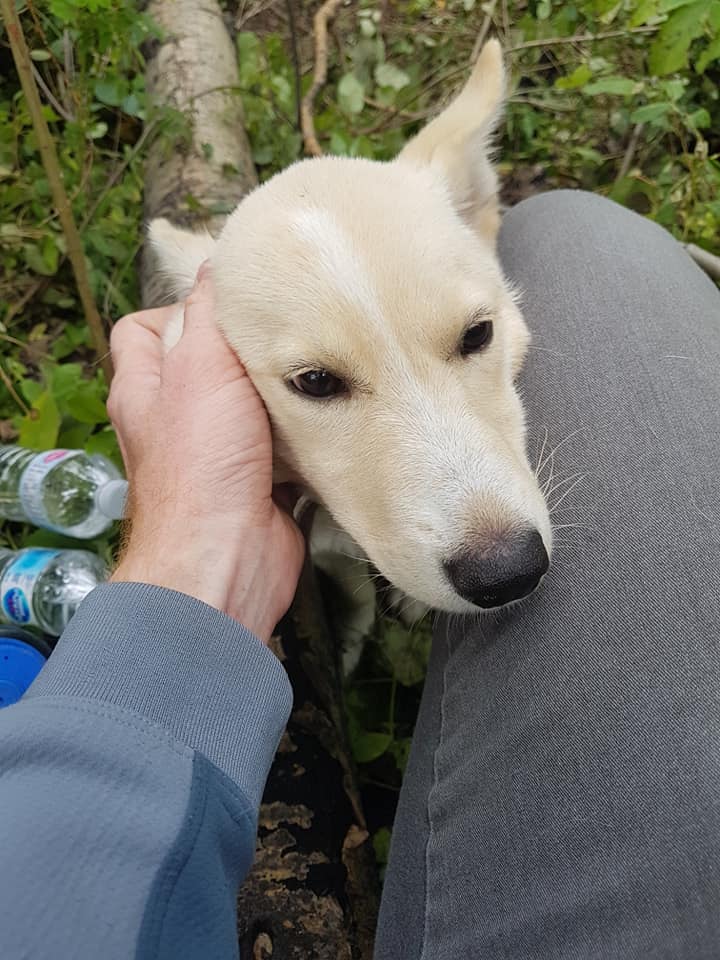 Hond met gebroken poten gered door man die haar in het bos vond
