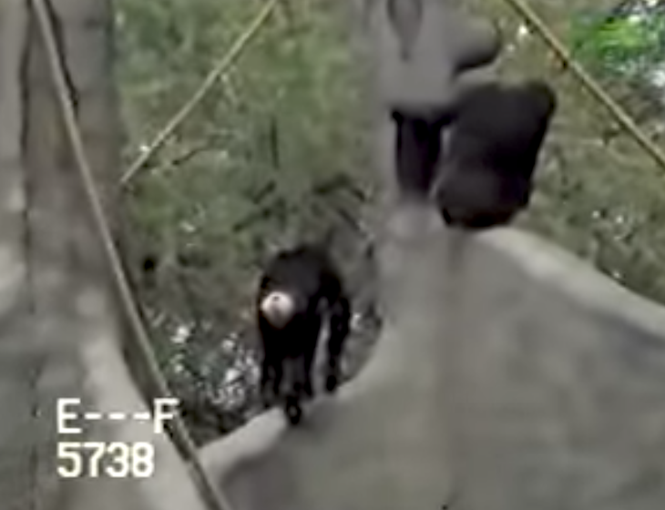 Dierentuinpersoneel 'weigerde' verdrinkende chimpansee te redden, plotseling springt man in verblijf