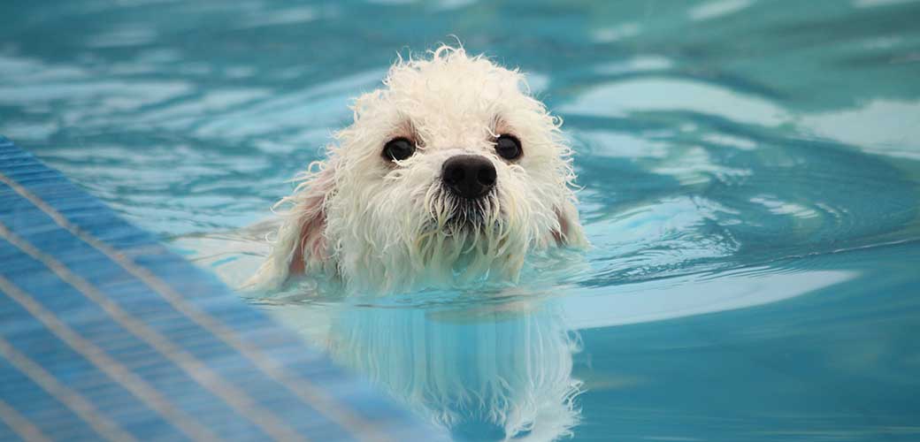 Schattige witte mini poedel zwemmend in een zwembad in de zomer