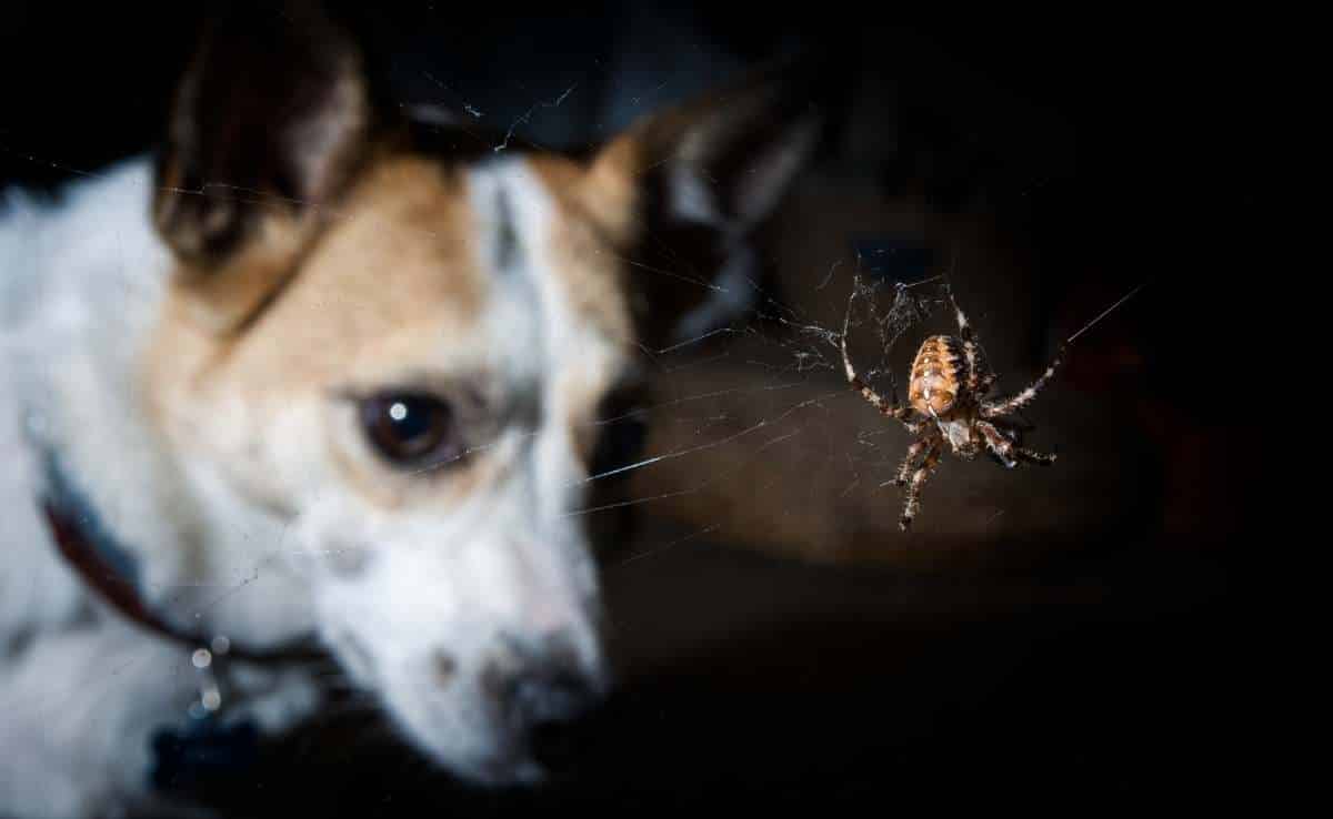 Hond staart naar spin op web
