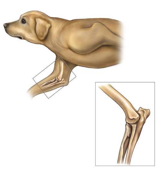 Alles wat u moet weten over Elleboogdysplasie bij honden