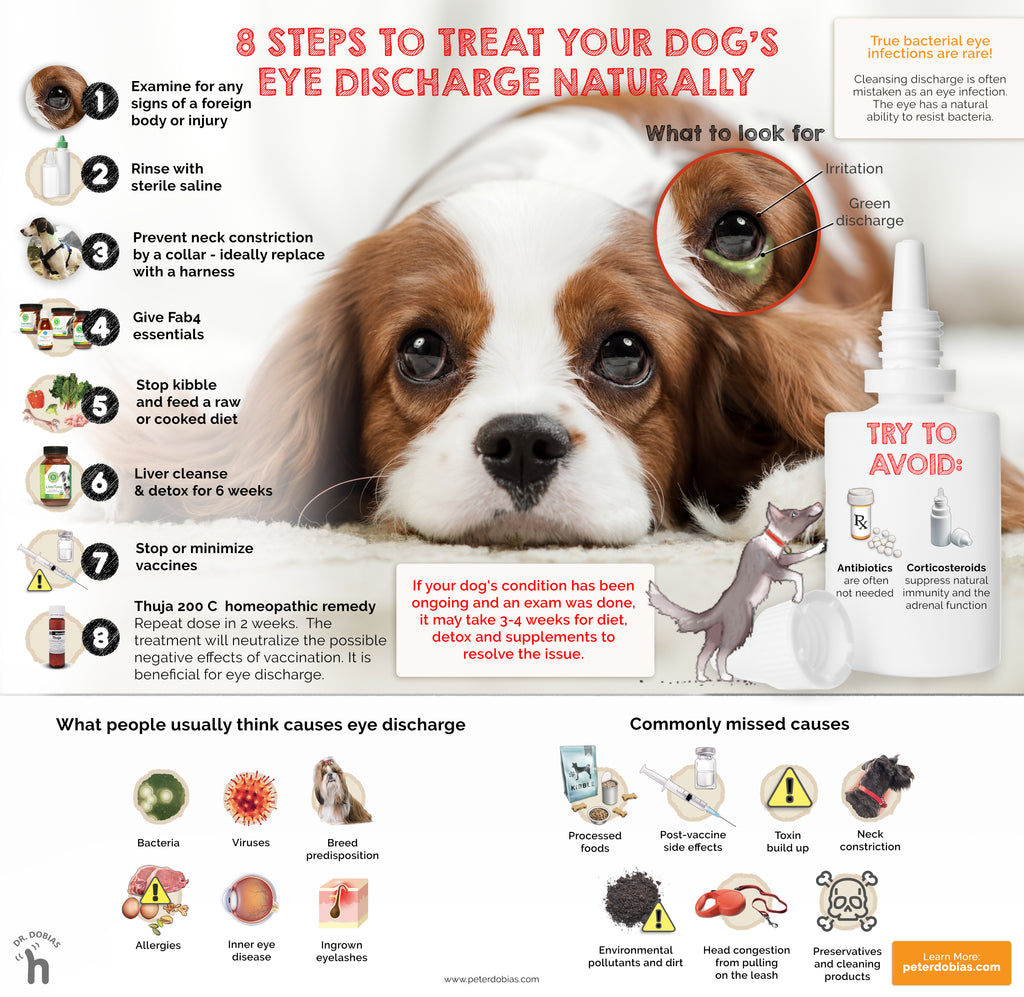 hoe je hond ooginfectie thuis te behandelen