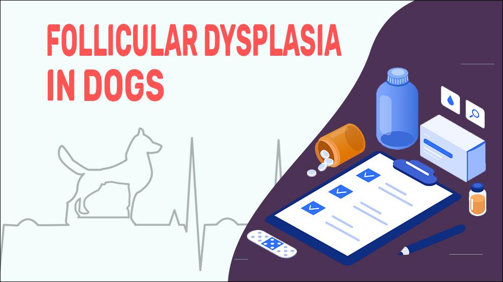 Folliculaire Dysplasie Bij Honden