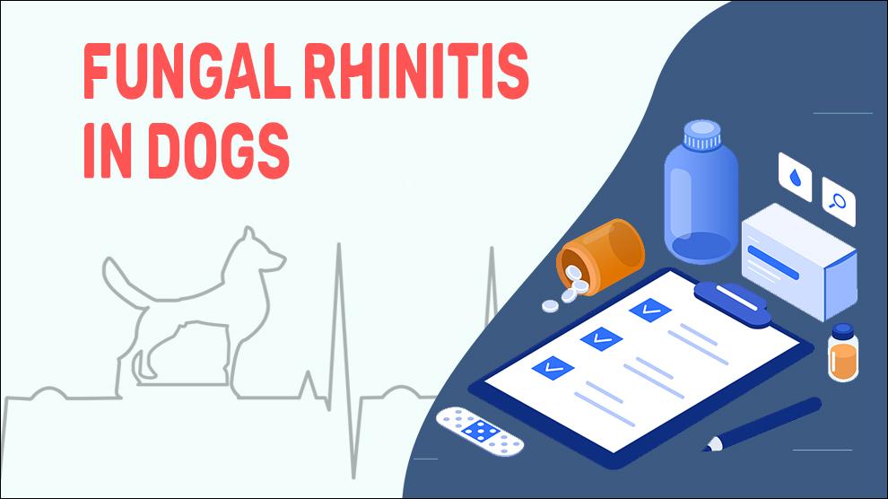 Schimmel Rhinitis Bij Honden