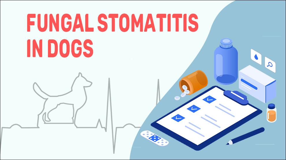 Schimmel Stomatitis Bij Honden
