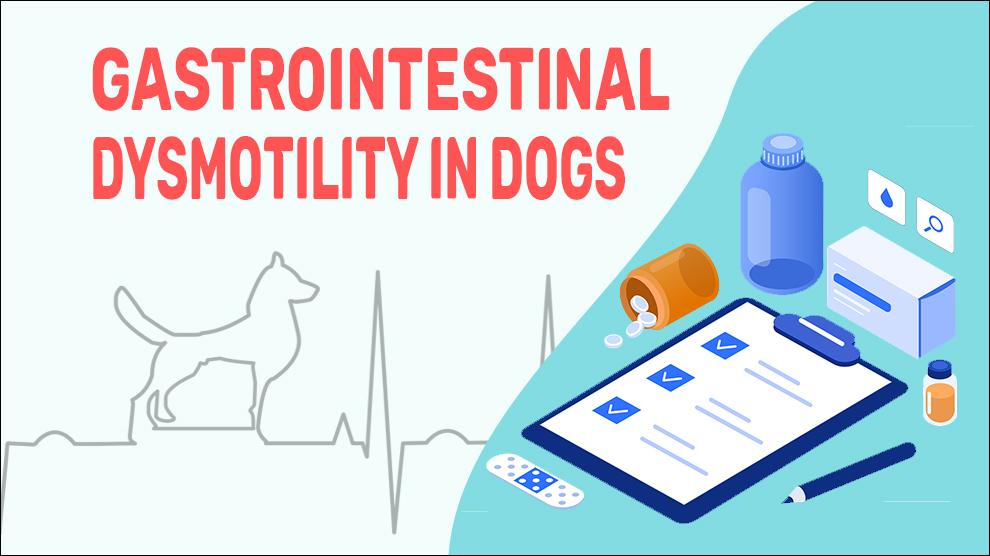 Gastro-intestinale Dysmotiliteit Bij Honden
