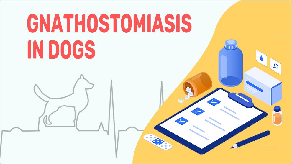 Gnathostomiasis Bij Honden