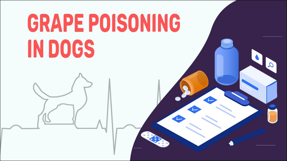 Druivenvergiftiging bij honden