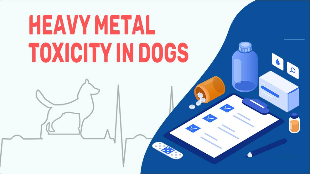 Zware Metaal Toxiciteit Bij Honden