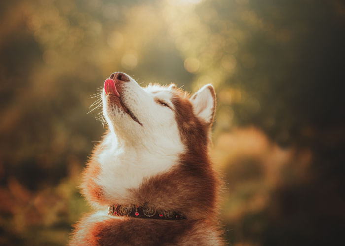 Husky-in-de-zomer-bij-zonsopgang