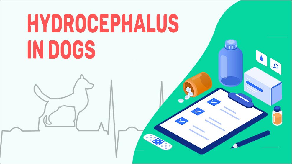 Hydrocefalie bij honden