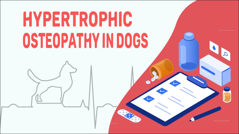 Hypertrofische Osteopathie Bij Honden