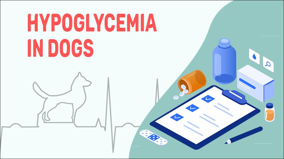 Hypoglykemie bij honden