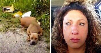 Vrouw rijdt naar een 'honden dumpplaats' om 4 uur 's ochtends en ziet een hond naar haar staren