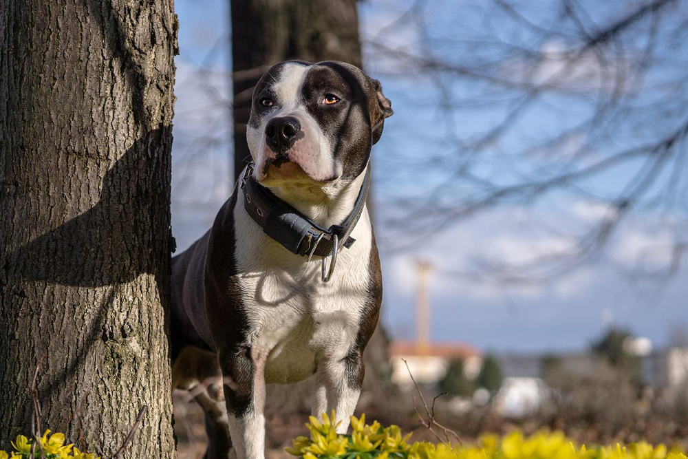 Vlooien- en tekenpreventie voor American Staffordshire Terriers: Een veilig en effectief 4 stappen plan