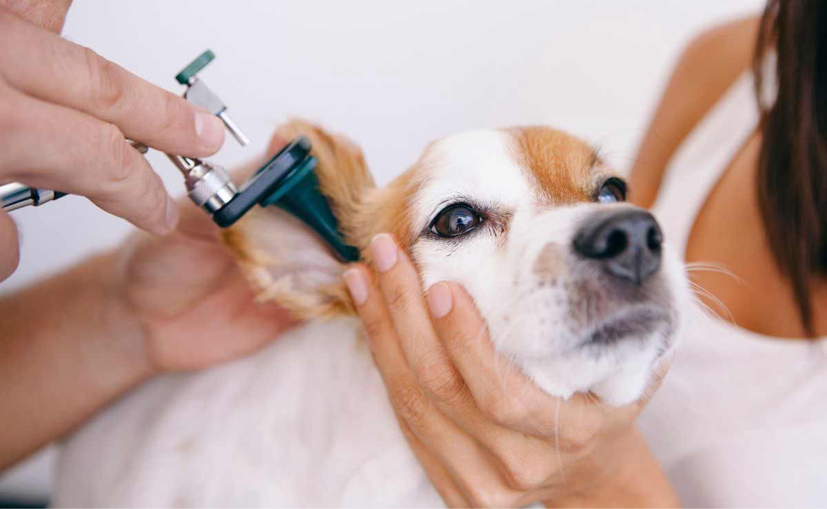 Hond met oorontsteking in de kliniek wordt onderzocht