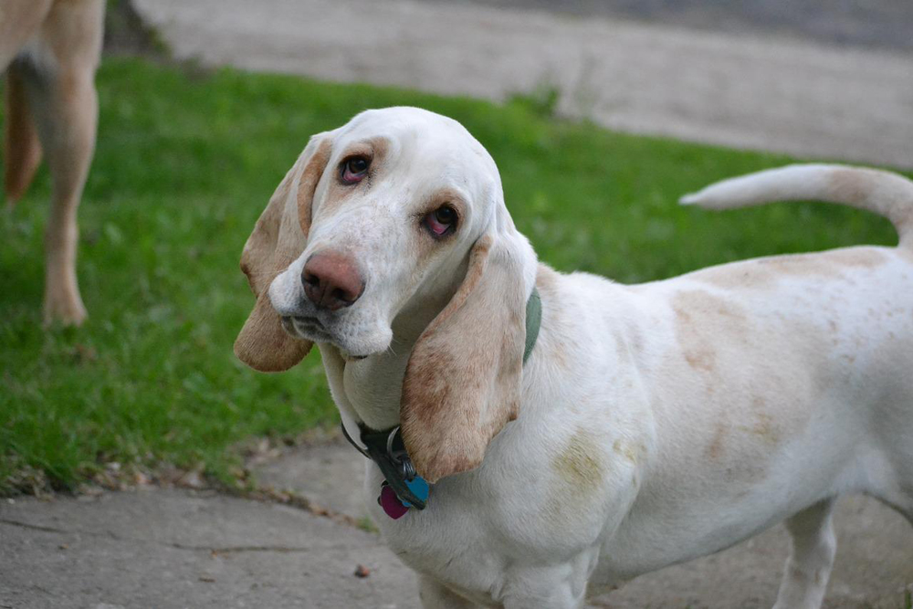 Vlooien- en tekenpreventie voor Basset honden: Een veilig en effectief 4 stappen plan