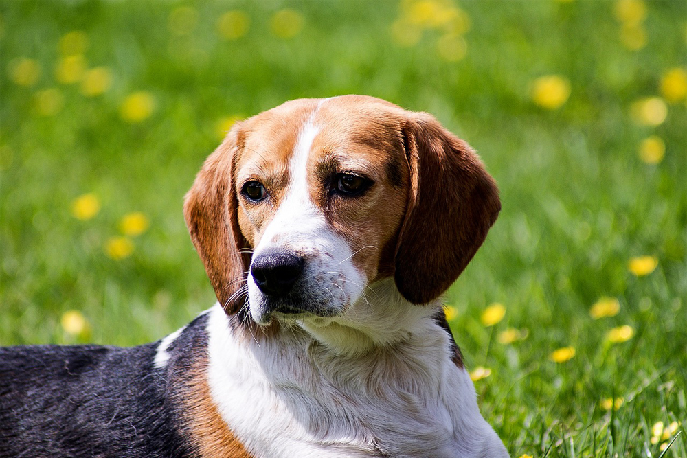 Vlooien- en tekenpreventie voor Beagles: Een veilig en effectief 4 stappen plan