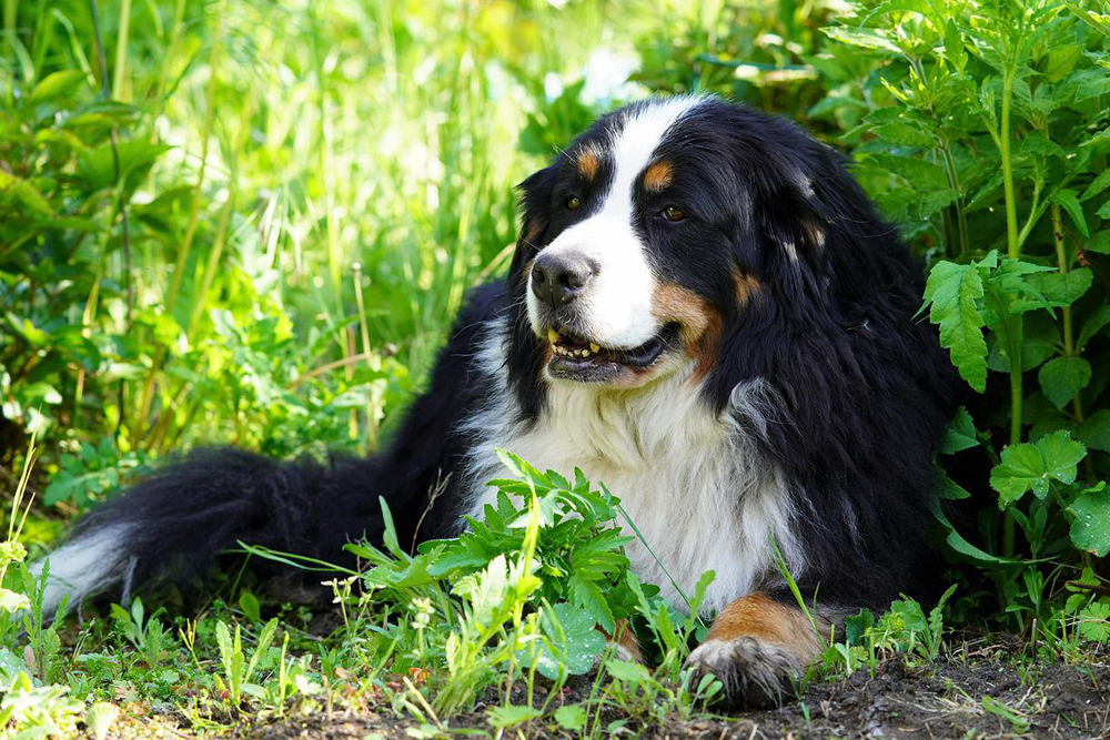 Vlooien- en tekenpreventie voor Berner Sennenhonden: Een veilig en effectief 4 stappenplan