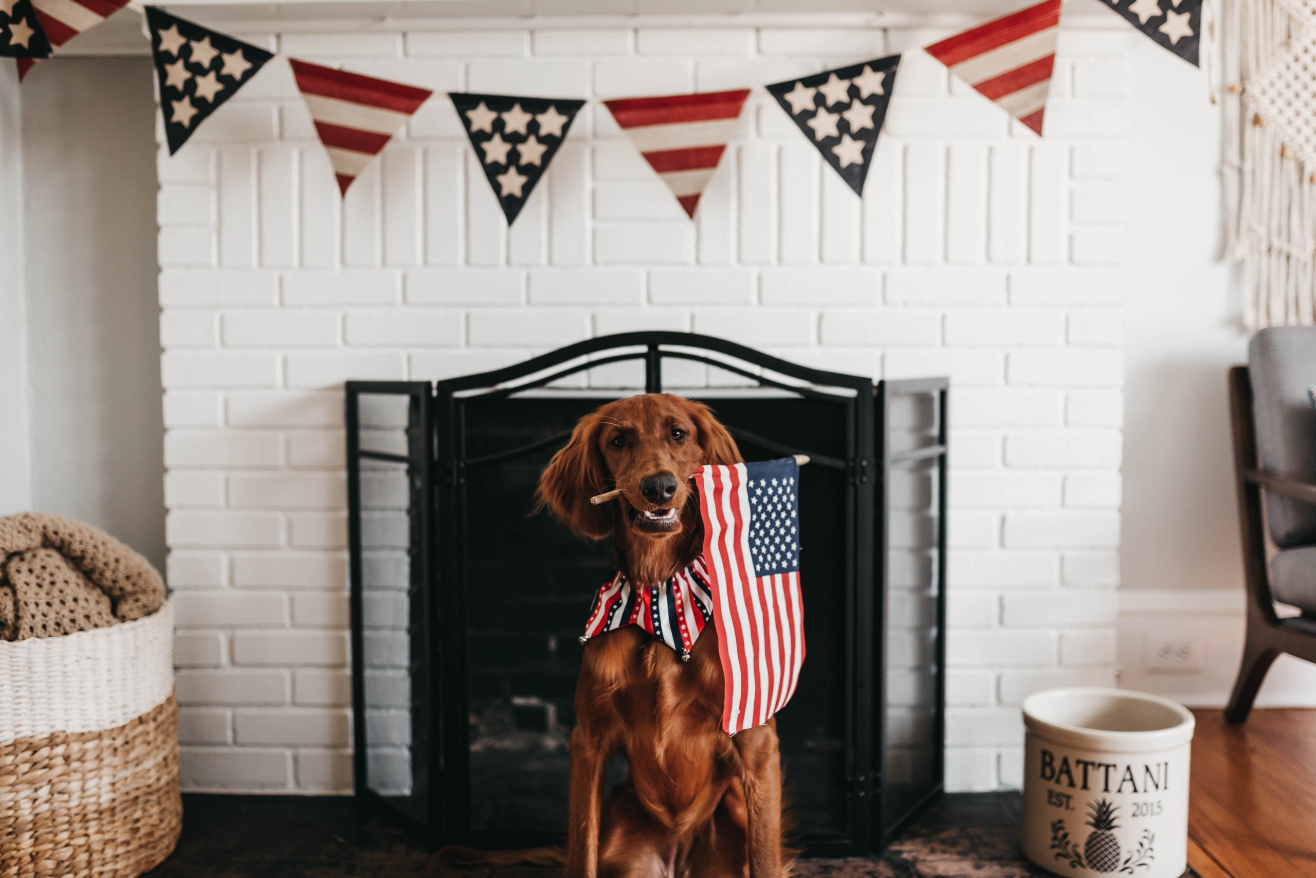 Fourth of July Vuurwerk: Manieren om uw hond rustig te houden tijdens een dreigende nacht