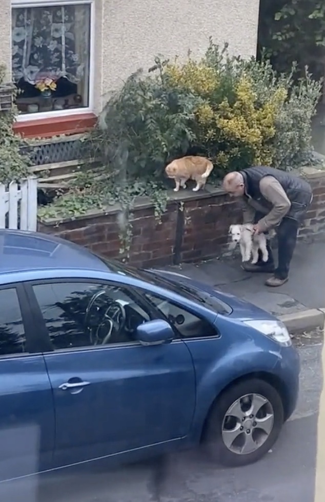 Laat je smelten bij deze video van een man die zijn hond voorstelt aan een kat uit de buurt