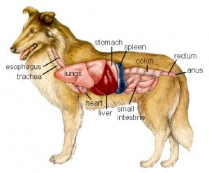 Hoe te beschermen & Zorg voor uw hond lever: Dieet, Reiniging & Meer
