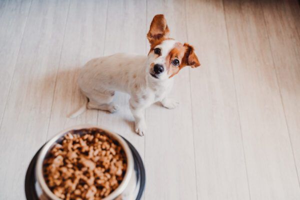 het voeden van de hond eliminatiedieet voor allergieën