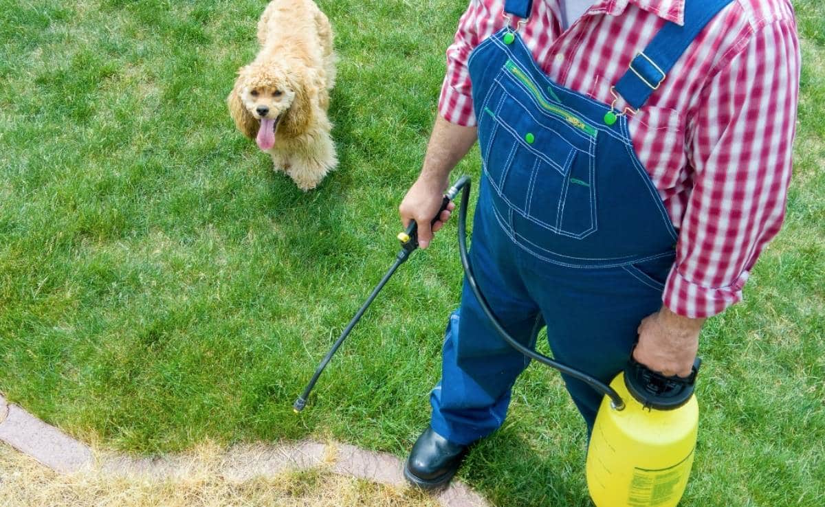 Man die gras in een bloembed in zijn tuin besproeit met onkruidverdelger gadegeslagen door zijn schattige kleine gouden cocker spaniël hond in een hoge hoek