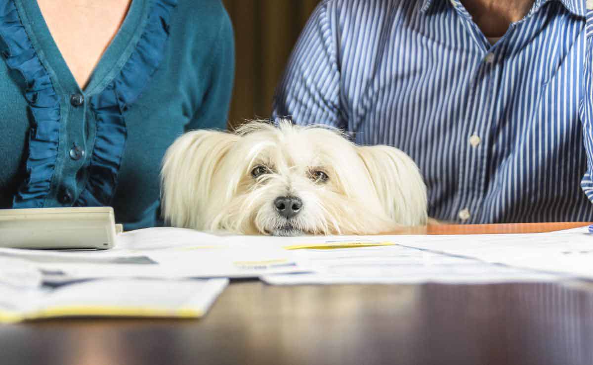 Witte hond met gezicht op tafel met financiële documenten en zittende eigenaars