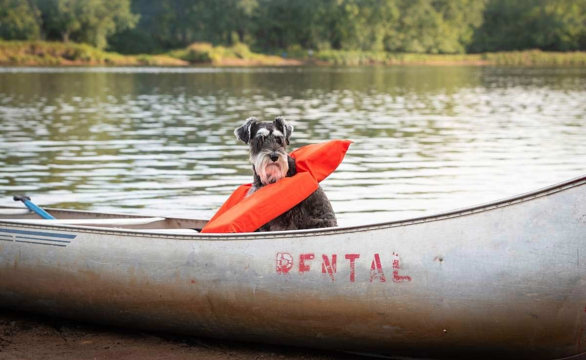 Schnauzer hond alleen zittend in een kano met reddingsvest