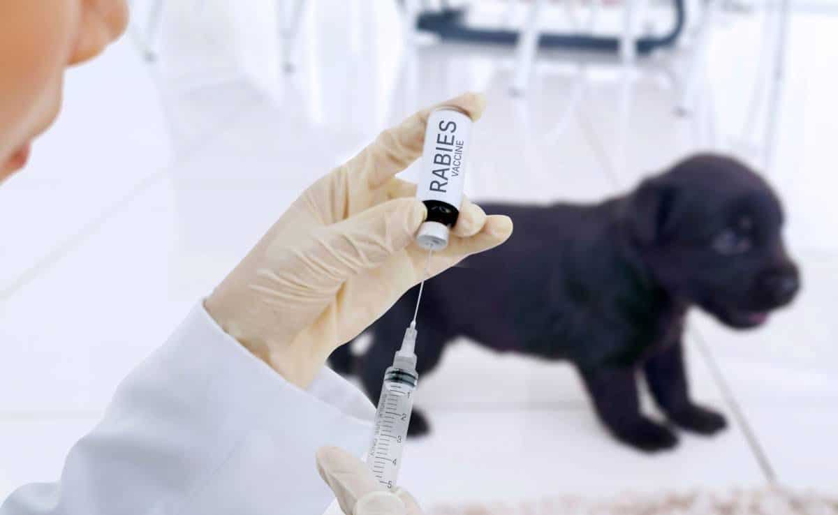 Zwarte puppy krijgt rabiësvaccin bij de dierenarts