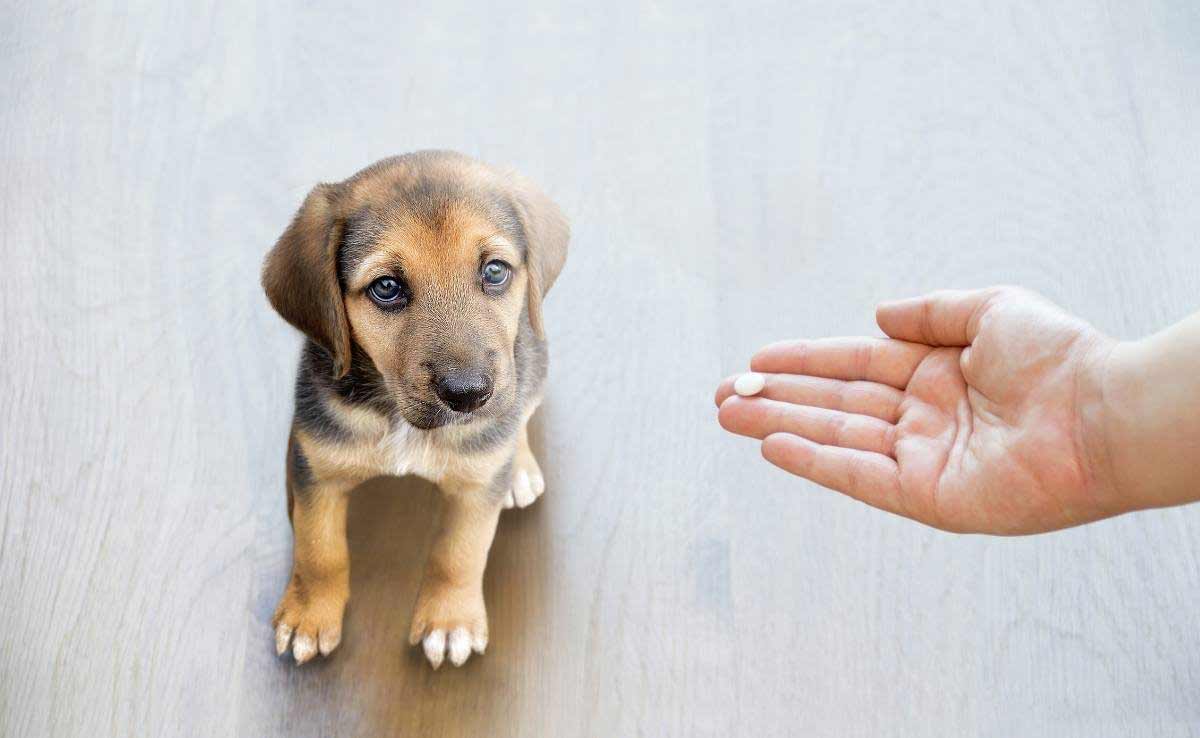Hand van huisdiereigenaar reikt uit om zijn hond een pil met Aspirine tablet te geven