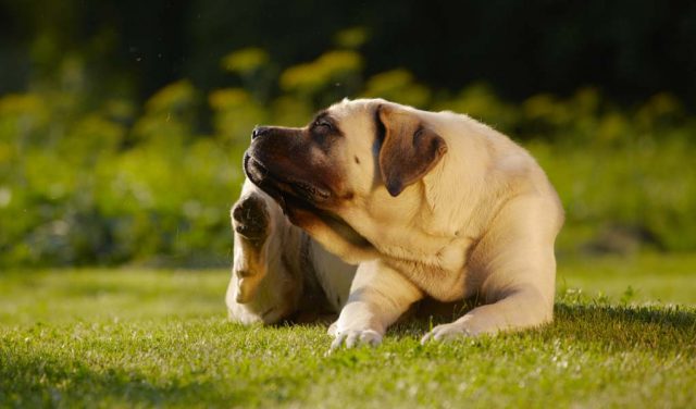 Beste vlooienbehandelingen en -preventie voor honden