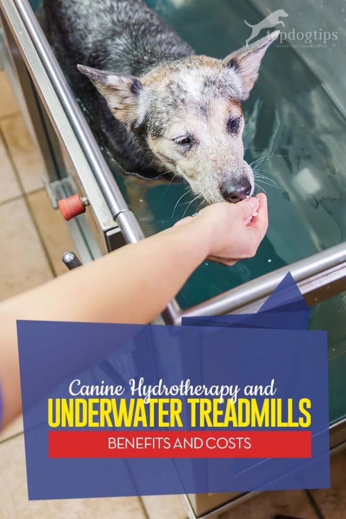 watertherapie voor honden thuis