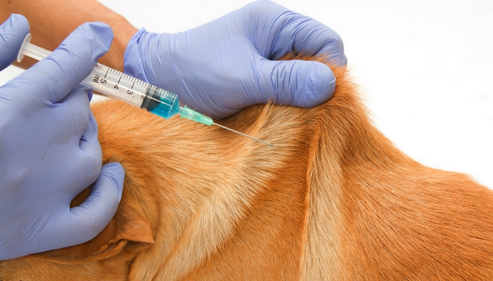 vaccins voor puppy's