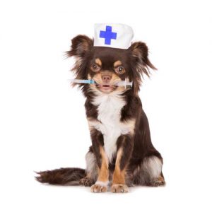 Vaccineren van alle honden - yay of nay