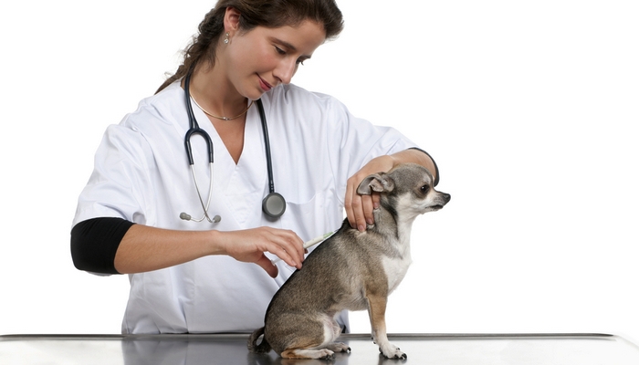 Hoe over-vaccinatie bij honden te voorkomen