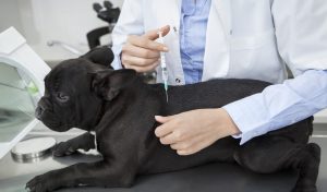 Over-vaccinatie Bij Honden