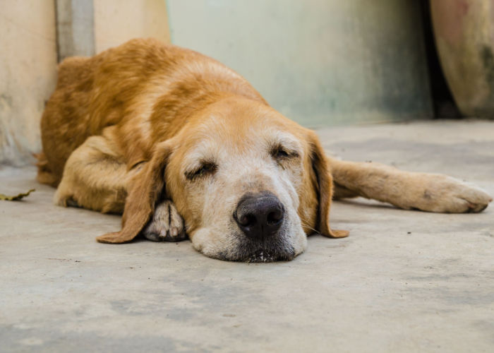hondenkanker stichtingen gebruiken euthanasie