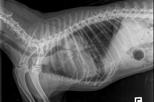 Röntgenfoto van longkanker bij hond
