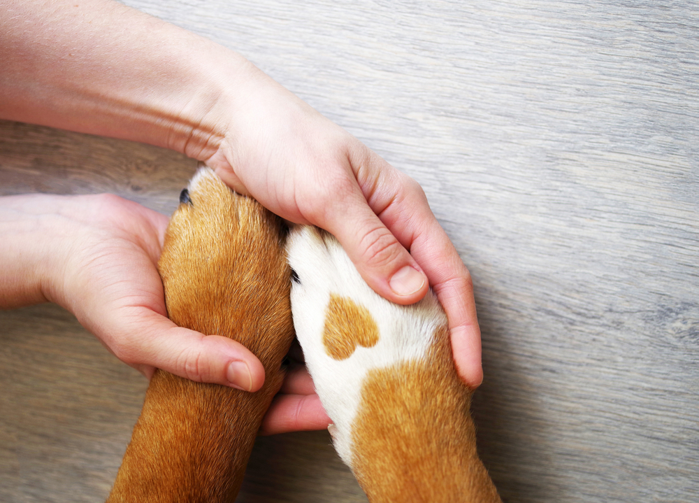 Vergelijk huisdierenverzekeringsmaatschappijen. Welke is de beste?