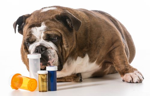 How To Give A Dog Medicine