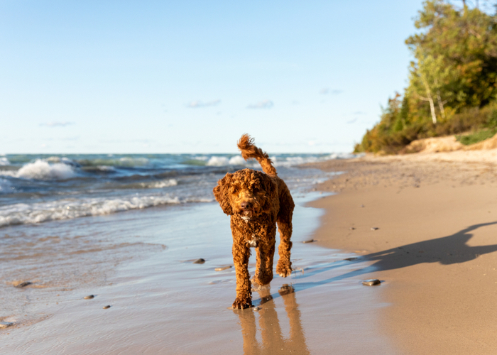 Honden van gemengde rassen voor beginners labradoodle op het strand