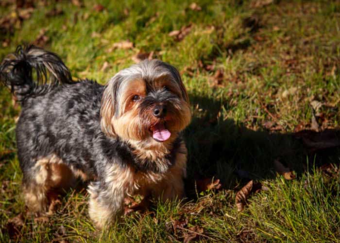 Gemengde Hondenrassen voor Eerste Eigenaren Shorkie Hond